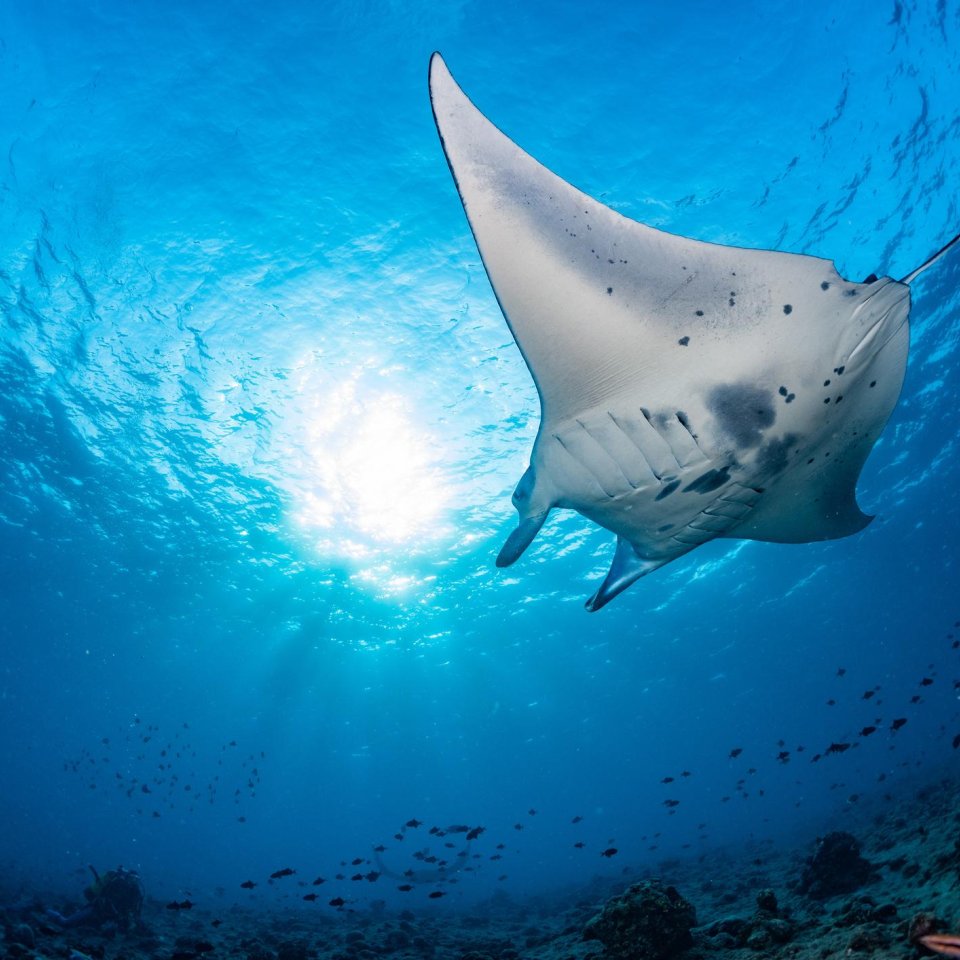 Zwemmen met manta's | Mola Mola Travel