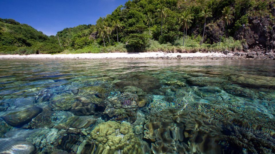 Apo Island | Molamola.travel