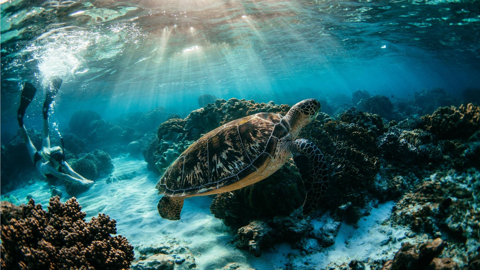 Apo Island zeeschildpad | Molamola.travel