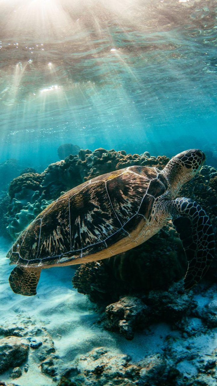 Apo Island zeeschildpad | Molamola.travel