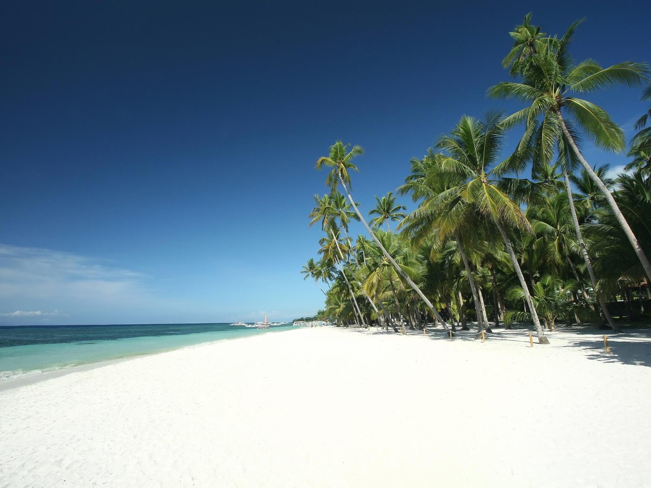 Strand met palmbomen Panglao Island | Mola Mola Travel