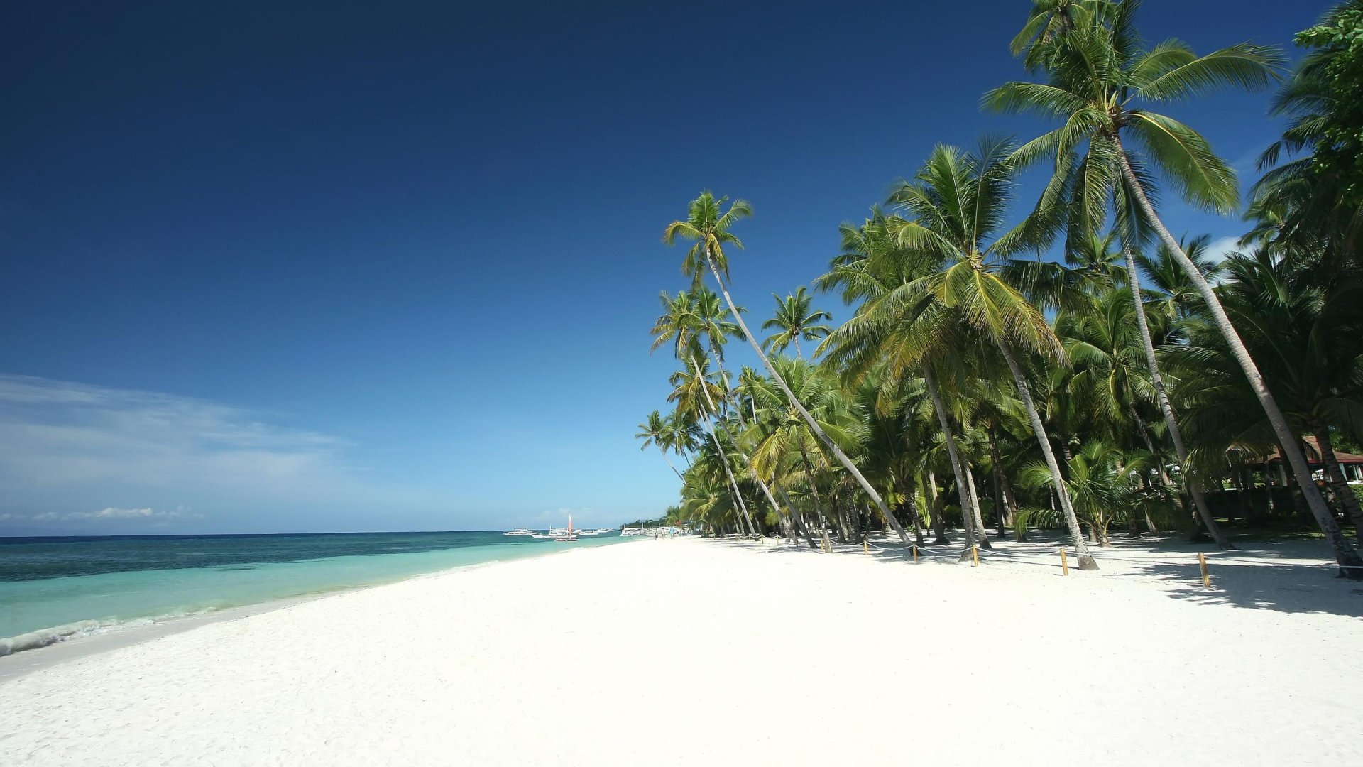Strand met palmbomen Panglao Island | Mola Mola Travel