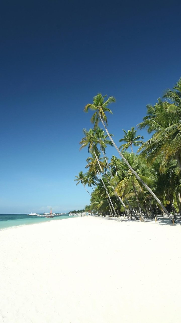 Strand met palmbomen Panglao Island | Mola Mola Travel
