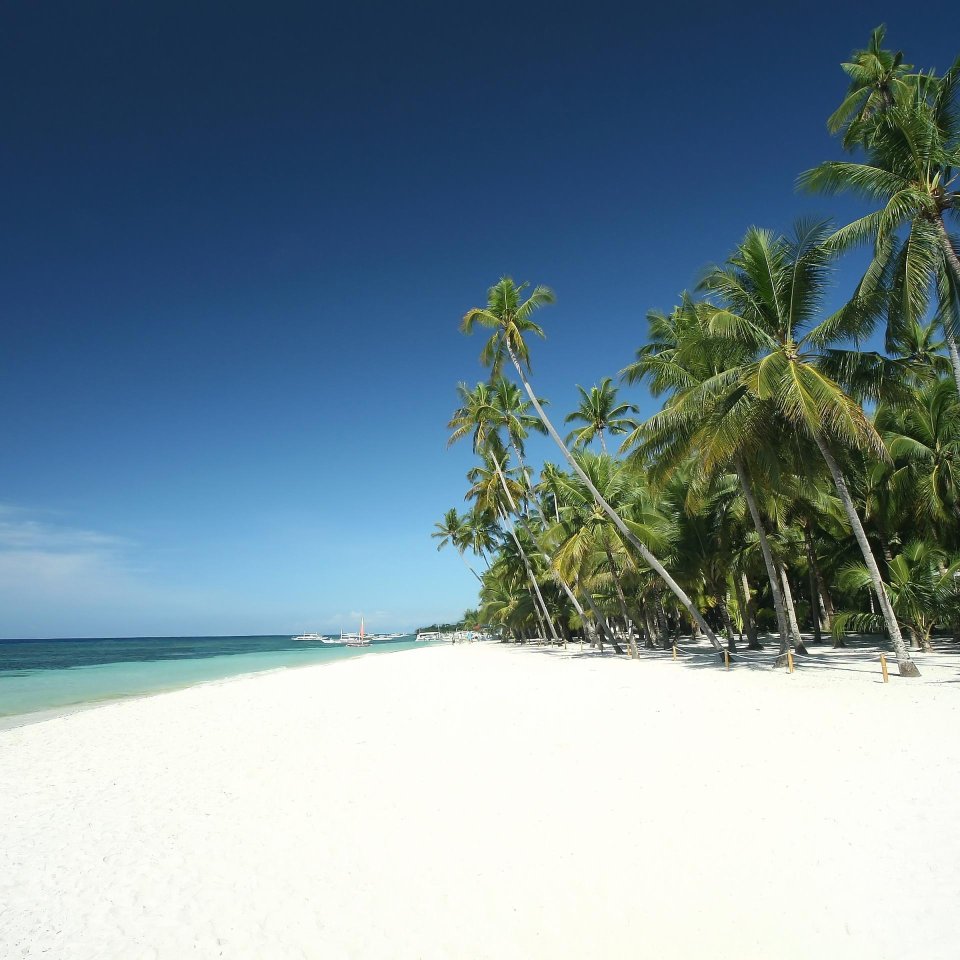 Strand met palmbomen Panglao Island | Mola Mola Travel