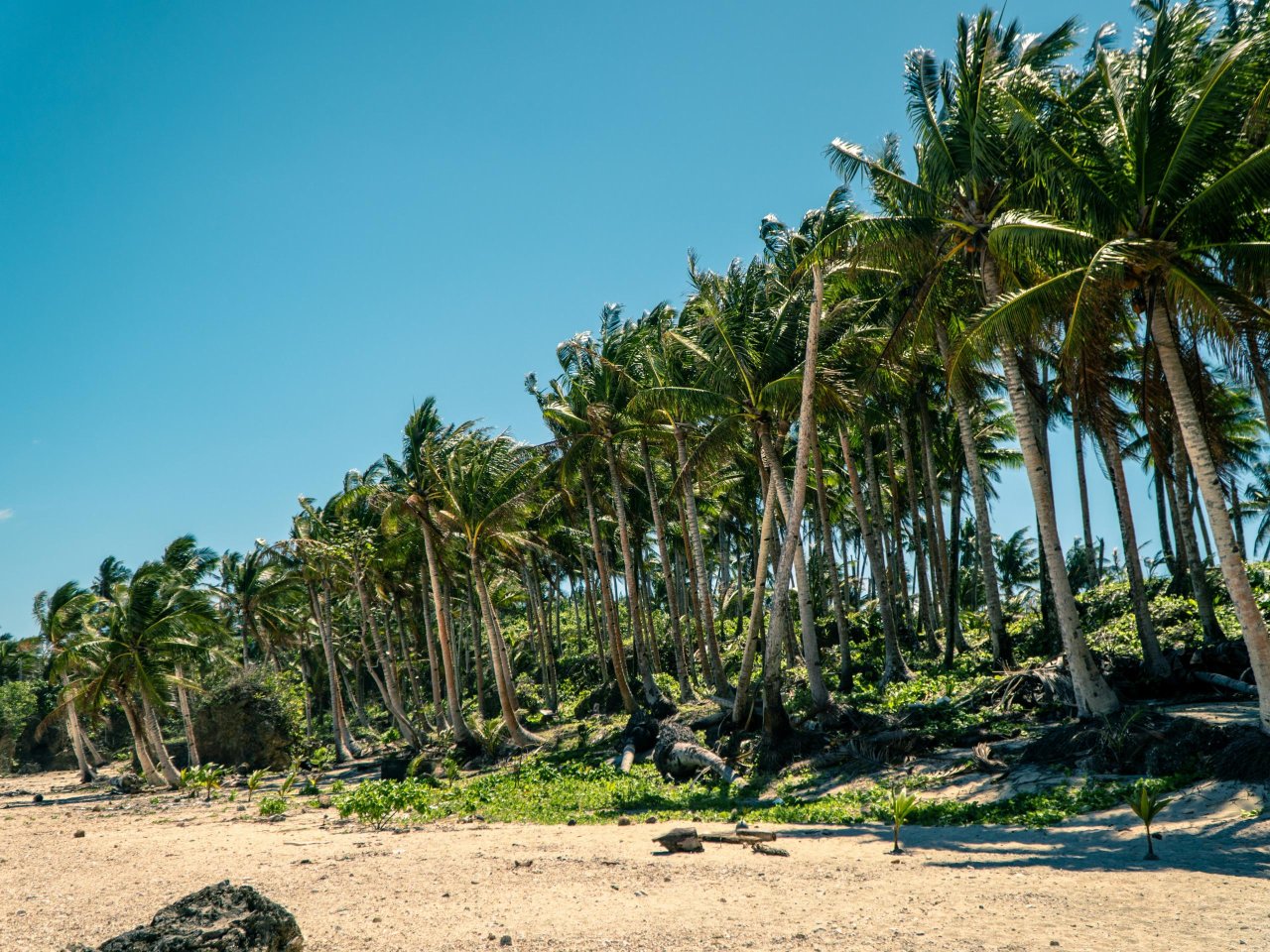 Tropisch strand, Siargao - Filipijnen | Mola Mola Travel