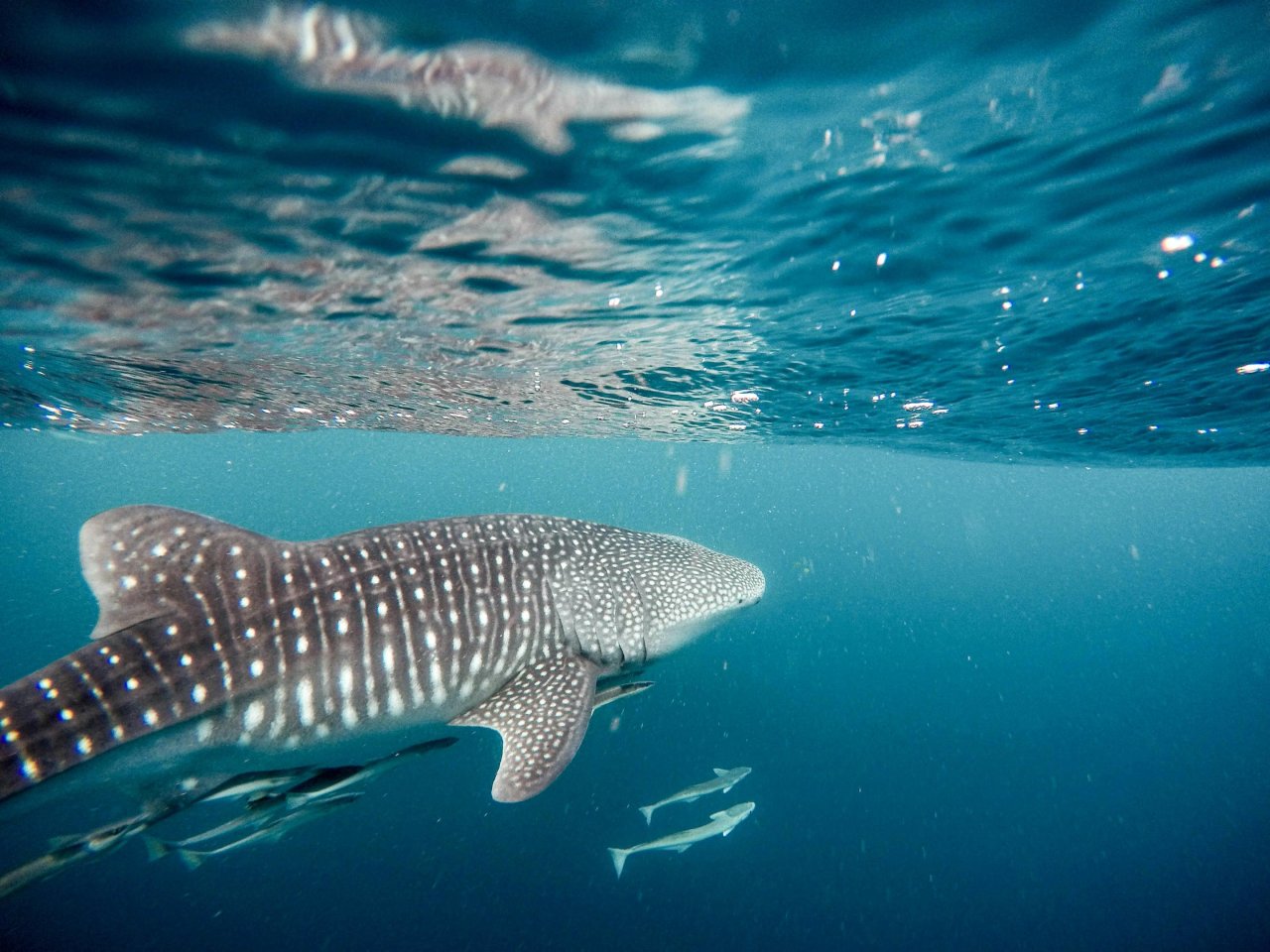 Walvishaaien | Mola Mola Travel