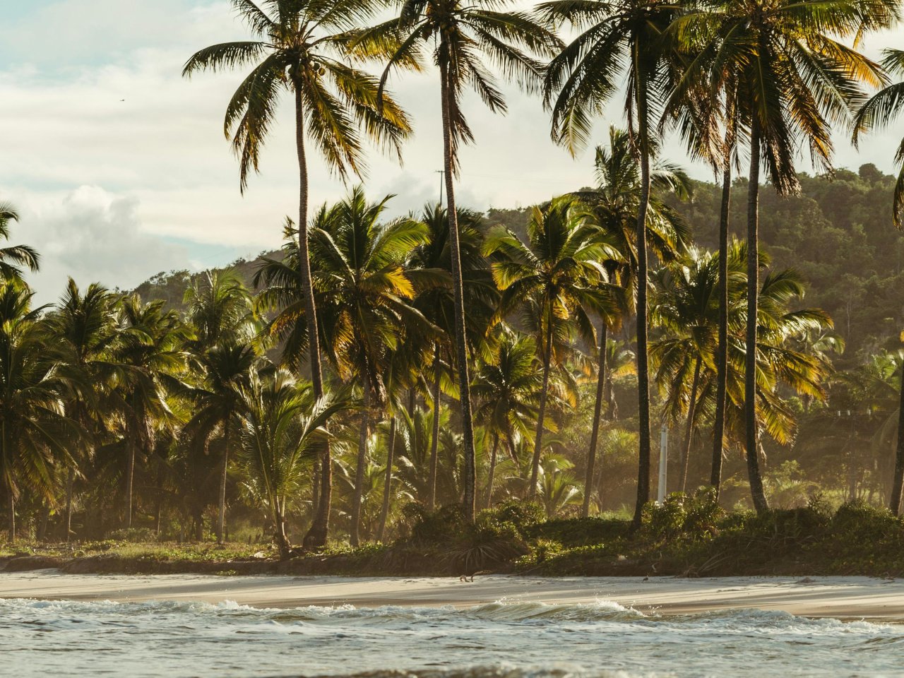 Palmbomen tropisch strand met golven | Mola Mola Travel