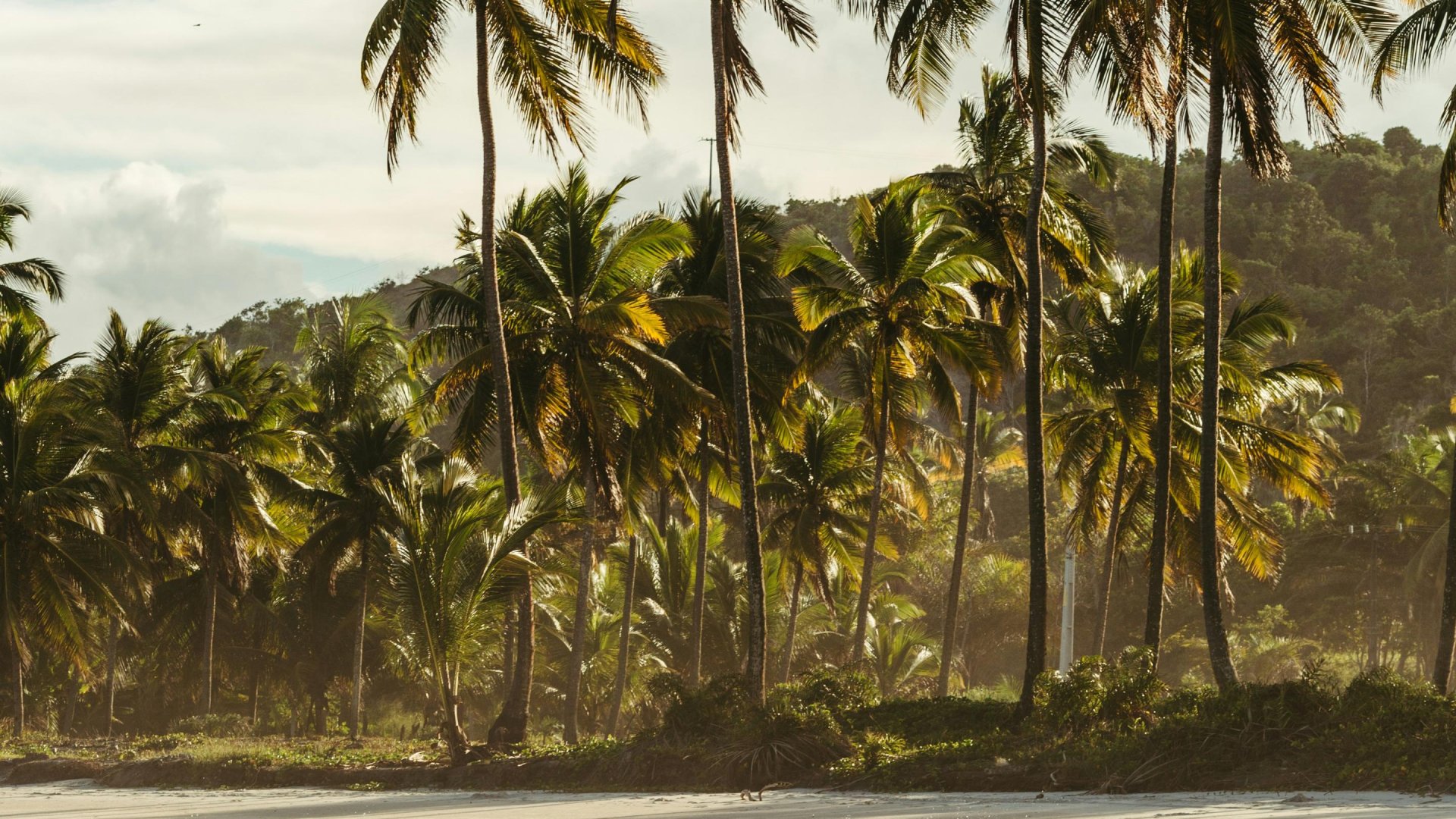 Palmbomen tropisch strand met golven | Mola Mola Travel