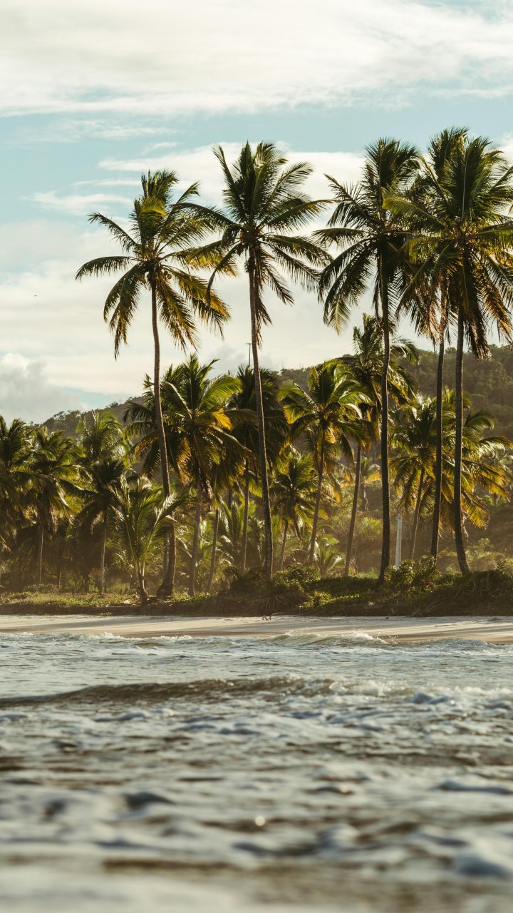 Palmbomen tropisch strand met golven | Mola Mola Travel