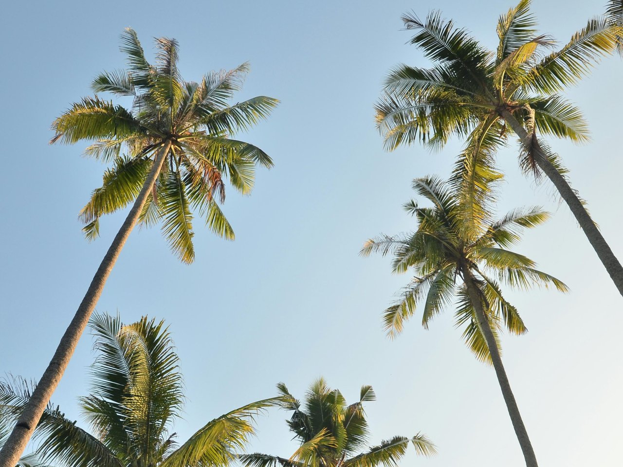 Palmbomen | Mola Mola Travel