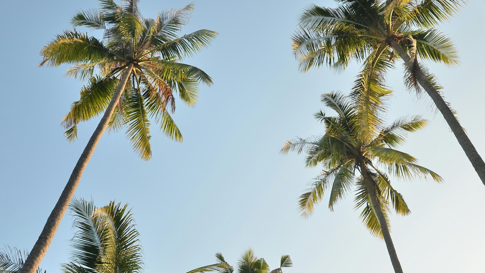 Palmbomen | Mola Mola Travel