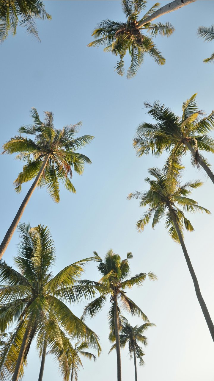 Palmbomen | Mola Mola Travel