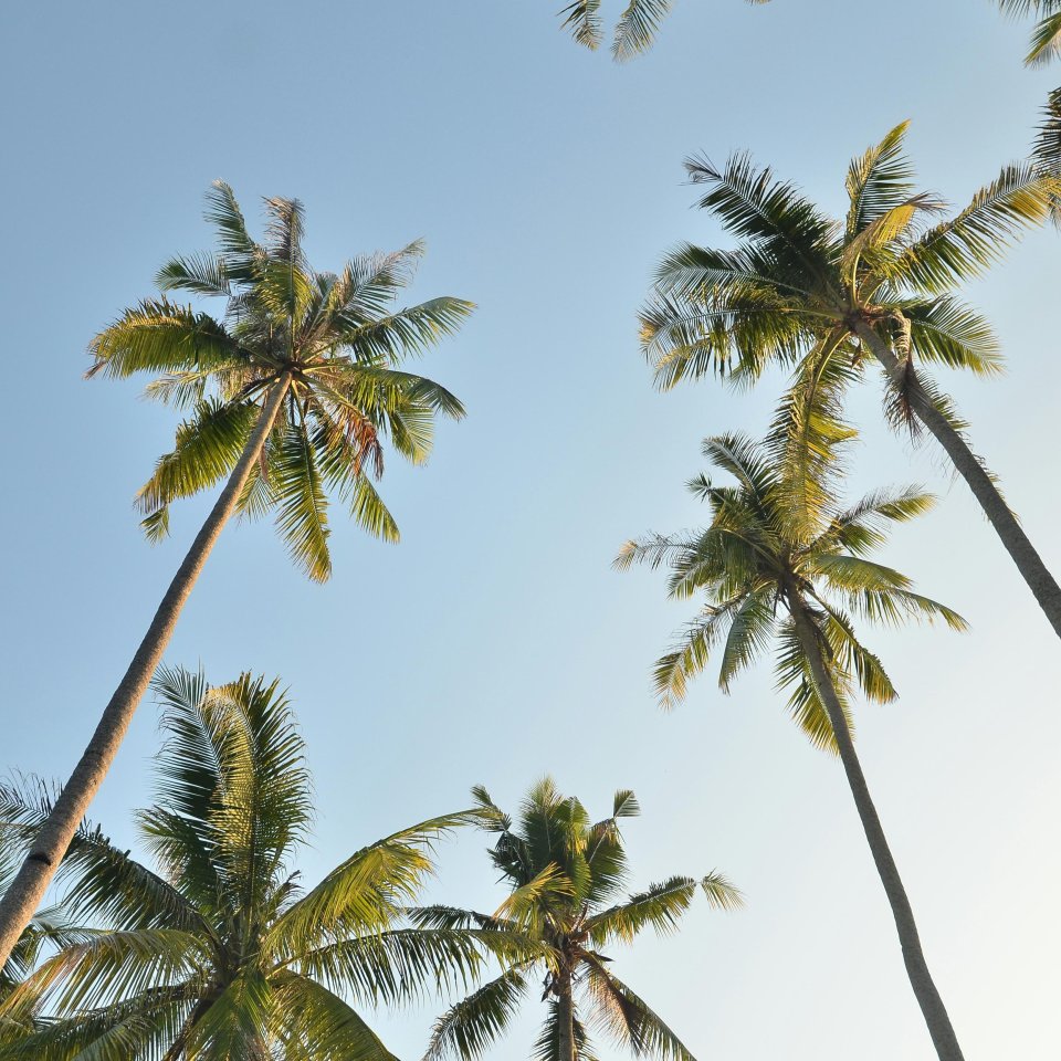 Palmbomen | Mola Mola Travel