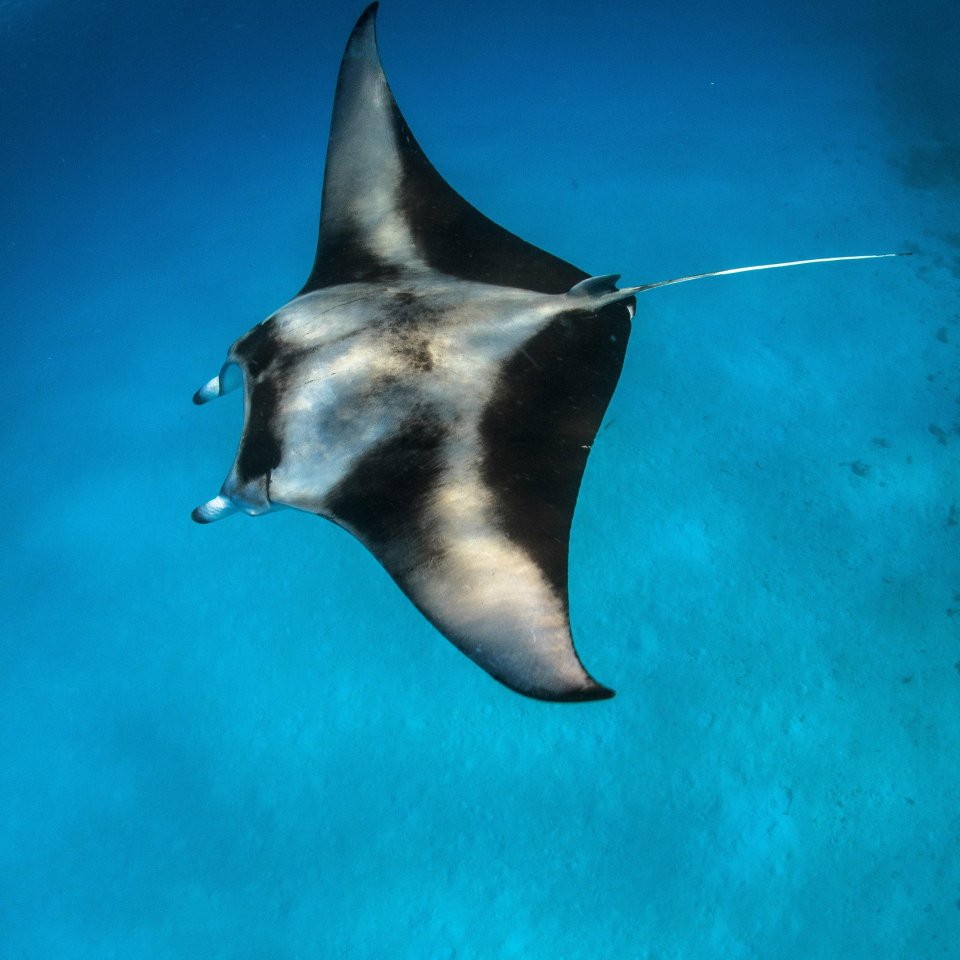 Zwemmen met Manta's | Mola Mola Travel