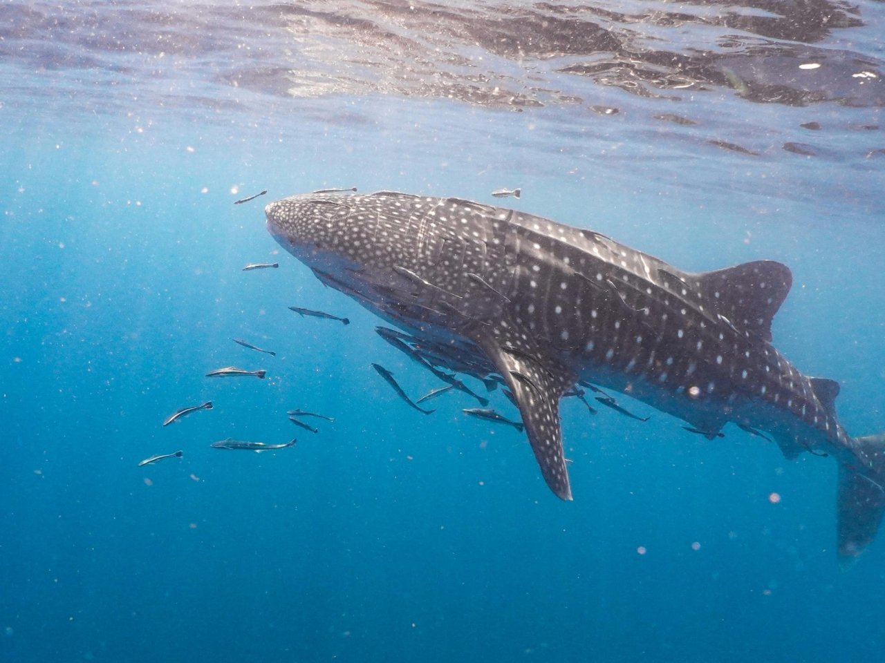 Walvishaai | Mola Mola Travel
