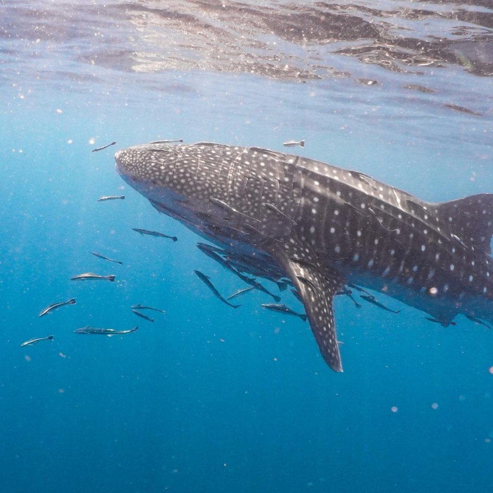 Walvishaai | Mola Mola Travel