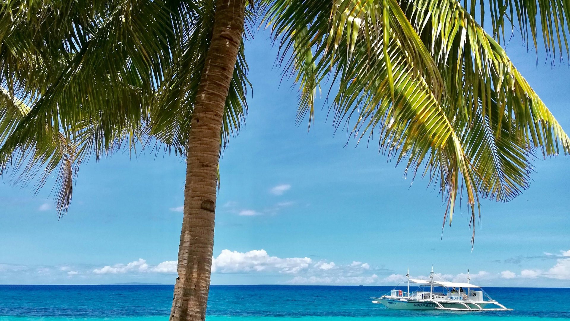 Tropisch strand met palmboom | Mola Mola Travel