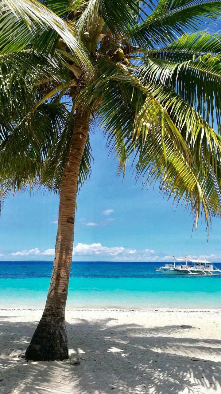 Tropisch strand met palmboom | Mola Mola Travel