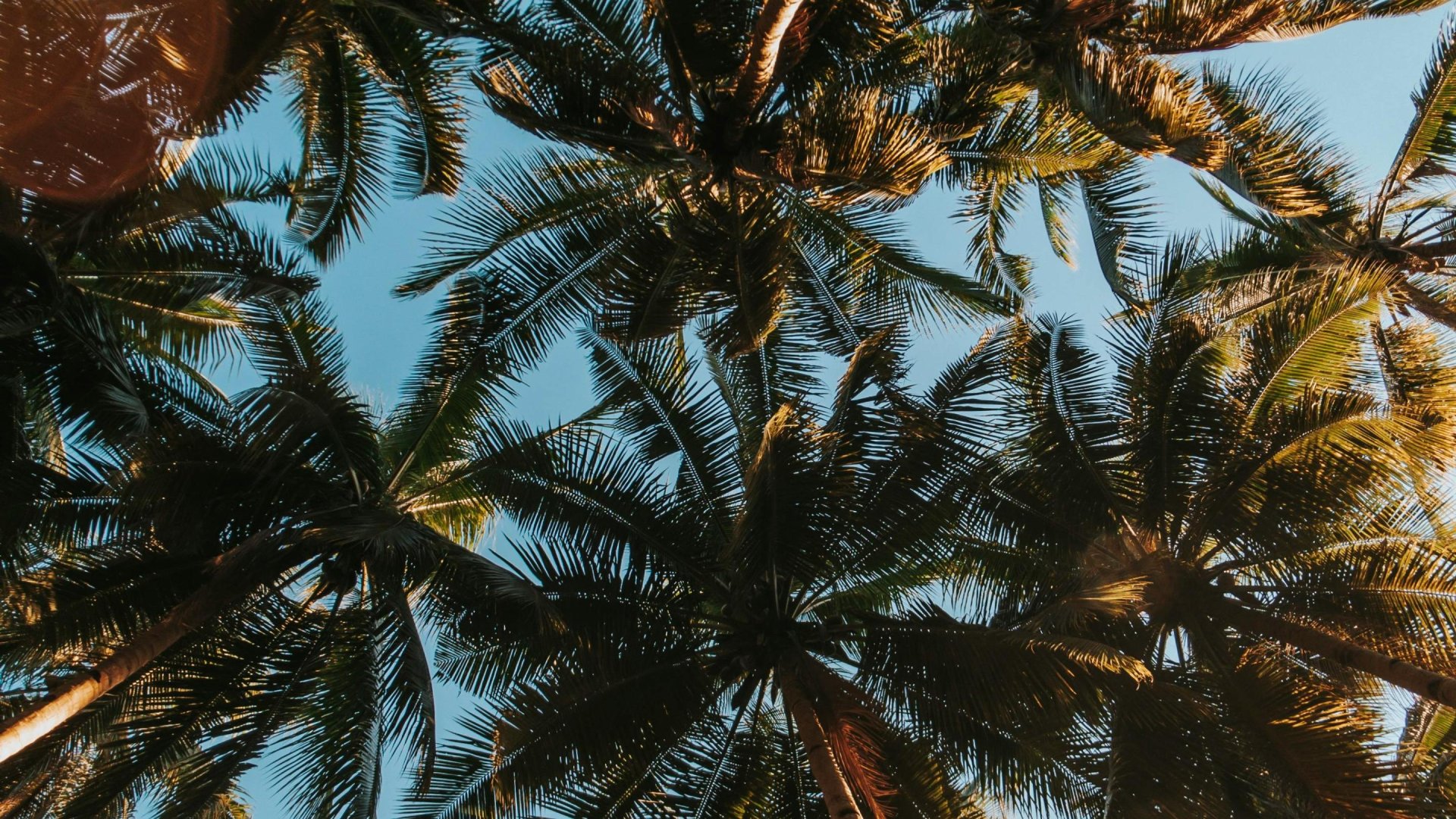 Palmbomen tegen een blauwe lucht | Mola Mola Travel