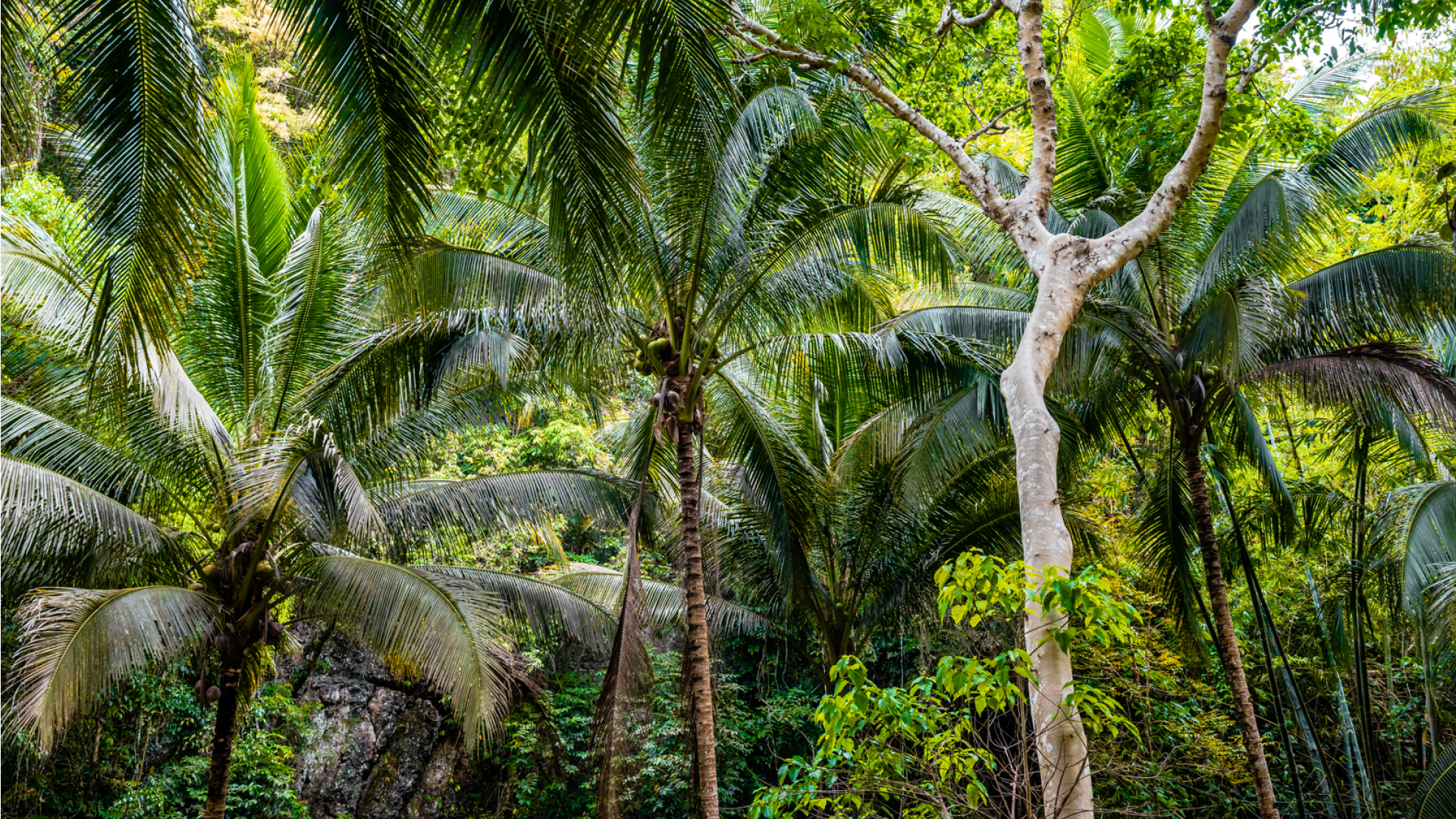 Jungle Cebu | Molamola.travel