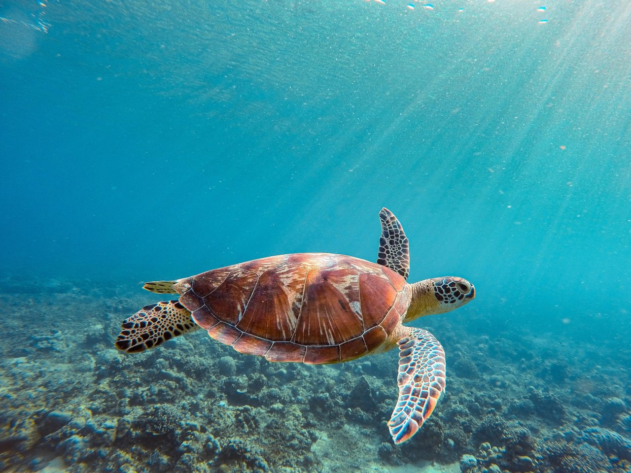 Zeeschildpad | Mola Mola Travel