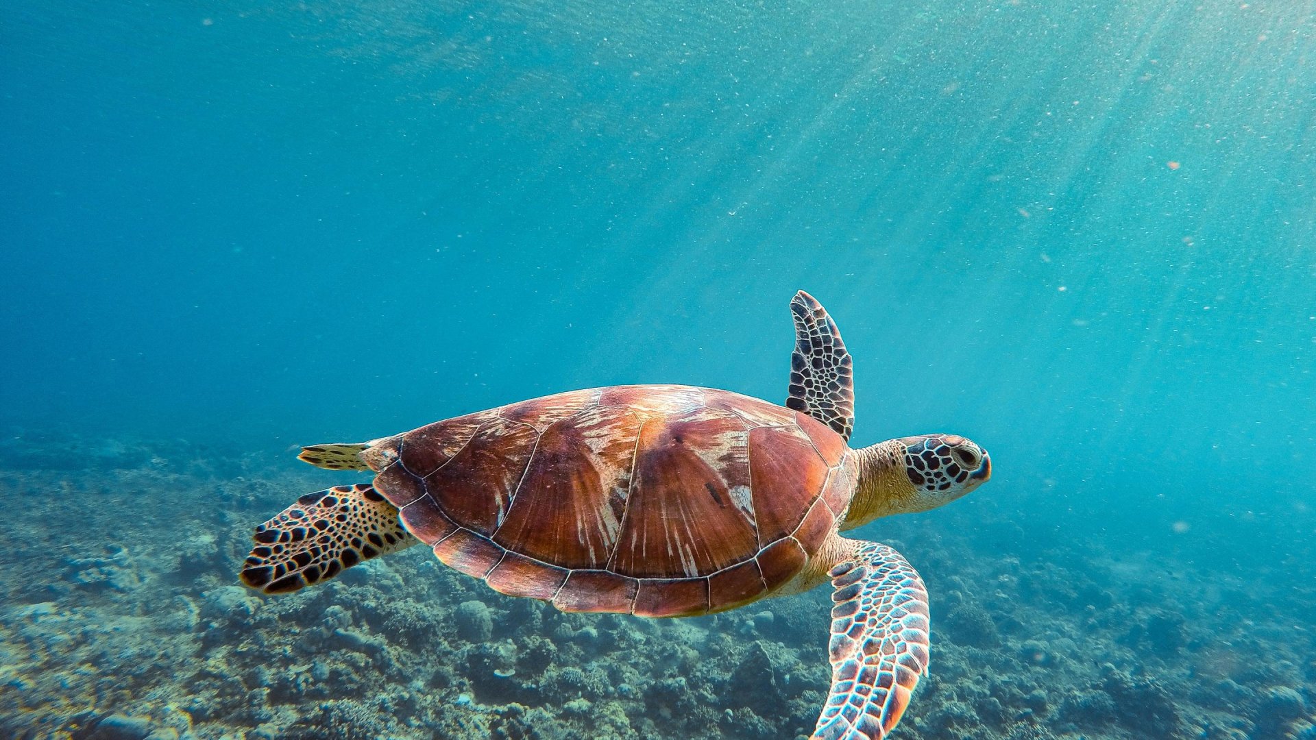 Zeeschildpad | Mola Mola Travel