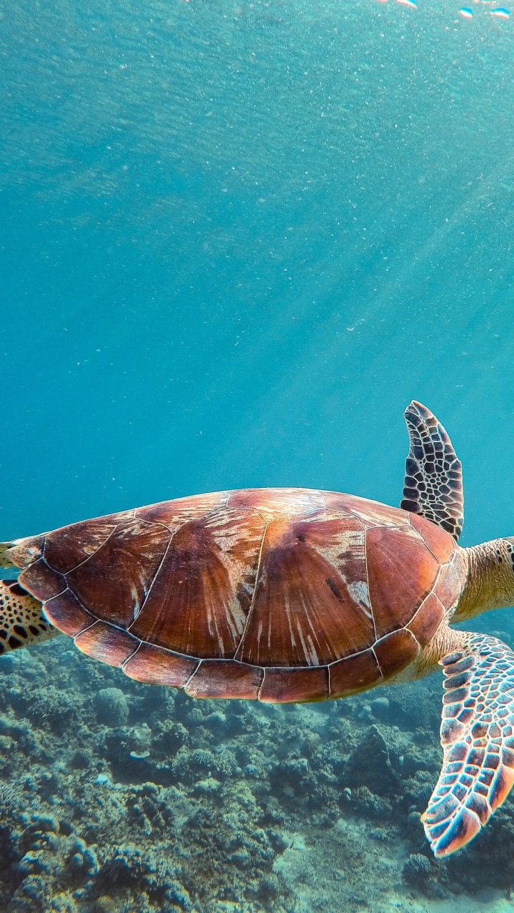 Zeeschildpad | Mola Mola Travel
