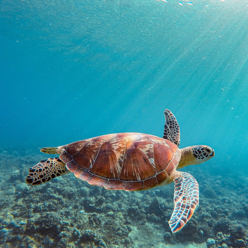 Zeeschildpad | Mola Mola Travel