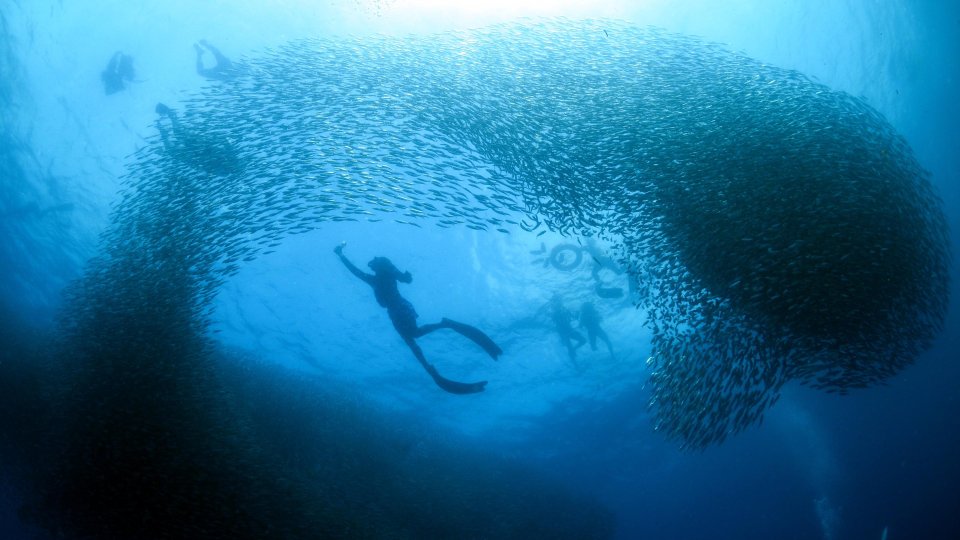 Sardine Run | Molamola.travel