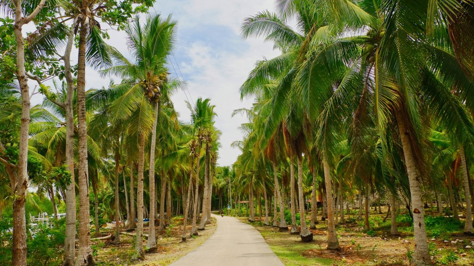 Palmbomen Siquijor | Molamola.travel