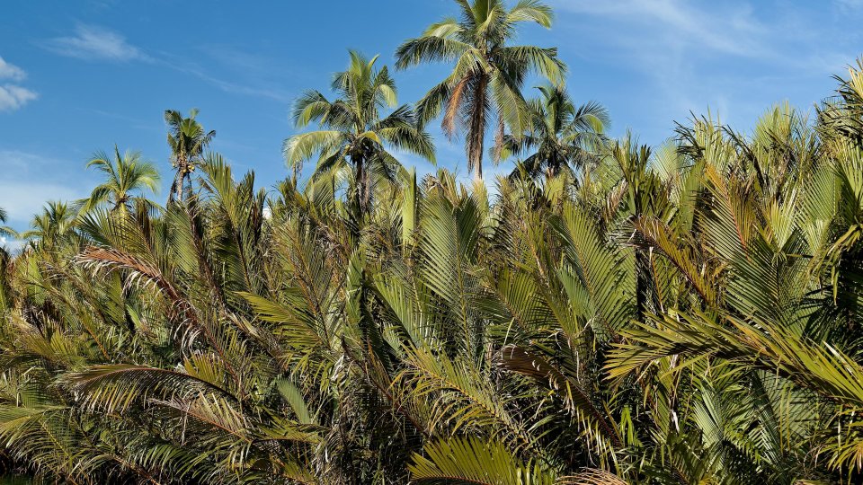 Palmbomen Loboc | Molamola.travel