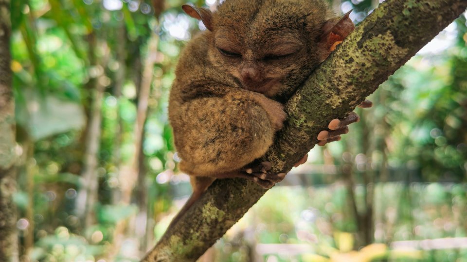 Tarsier op Bohol - Filipijnen | Mola Mola Travel