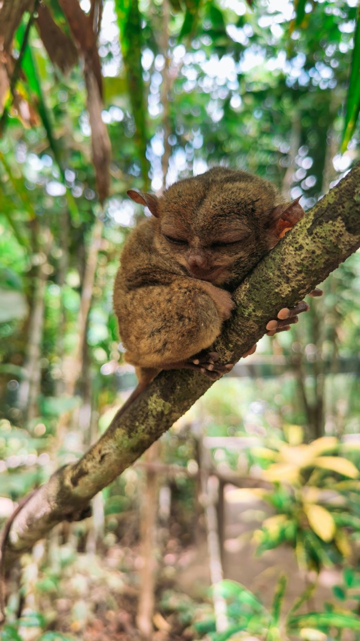 Tarsier op Bohol - Filipijnen | Mola Mola Travel
