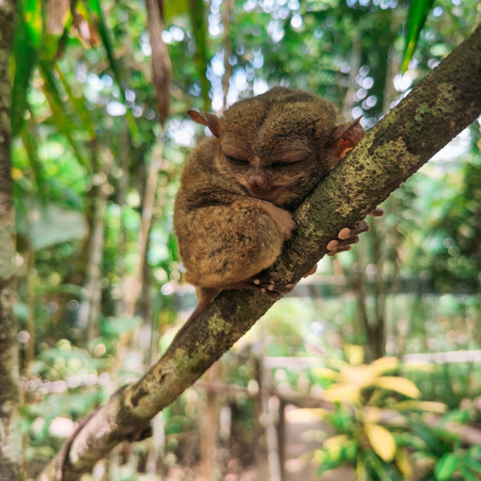Tarsier op Bohol - Filipijnen | Mola Mola Travel